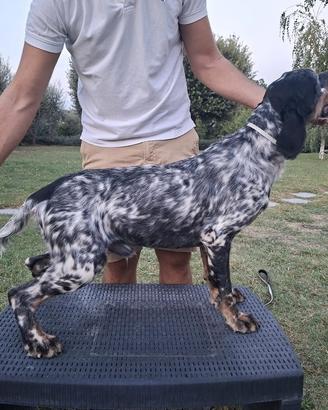 Setter inglese maschio