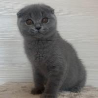 Scottish fold blu