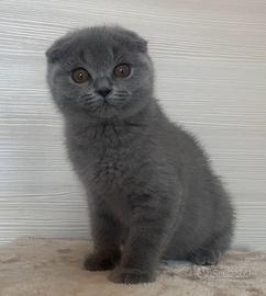 Scottish fold blu