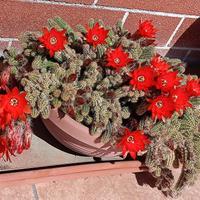 Pianta grassa Lobivia Chamaecereus Sylvestris