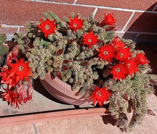 Pianta grassa Lobivia Chamaecereus Sylvestris