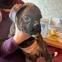 Cuccioli Boxer Tigrati
