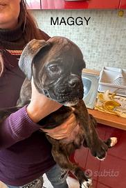 Cuccioli Boxer Tigrati