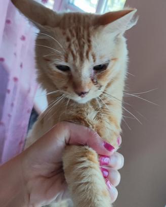 Gatto rosso 