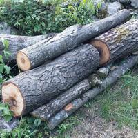 Noce tronchi tornitura