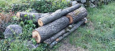 Noce tronchi tornitura