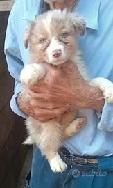 Australian Shepherd cuccioli pedigree