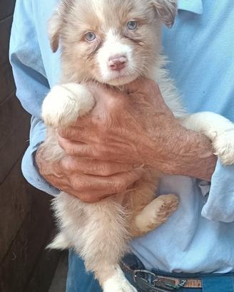 Australian Shepherd cuccioli pedigree