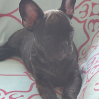 Cucciola Bulldog francese