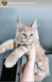 Maine coon