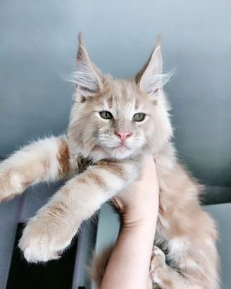Maine coon