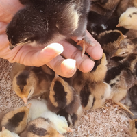 Pulcini Marans Araucana Oliver