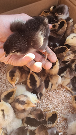 Pulcini Marans Araucana Oliver