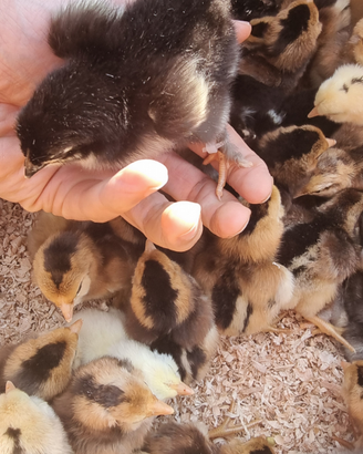 Pulcini Marans Araucana Oliver