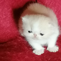 Gattini razza exotic shorthair con Pedigre