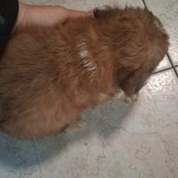 Cuccioli chihuahua/shitzu