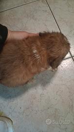 Cuccioli chihuahua/shitzu