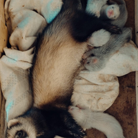 Furettini dell'anno Prenotabili