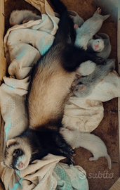 Furettini dell'anno Prenotabili