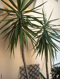 Yucca elephanties