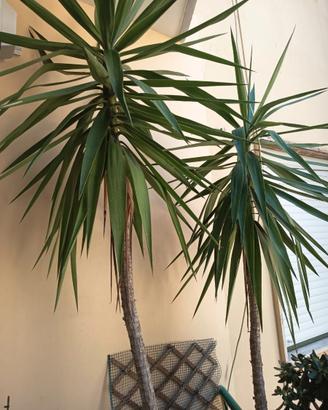 Yucca elephanties