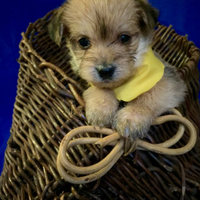 Yorkshire Toy e chihuahua Toy