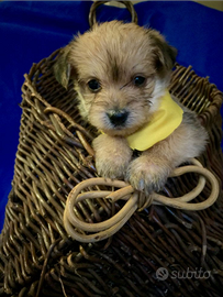 Yorkshire Toy e chihuahua Toy