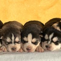 Cuccioli di Siberian Husky