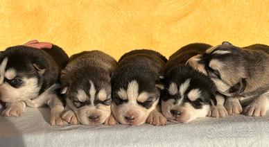 Cuccioli di Siberian Husky