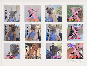 Puppies American Pittbull terrier, alta genealogia