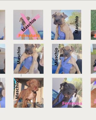 Puppies American Pittbull terrier, alta genealogia