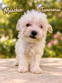 Maltipoo - cuccioli disponibili