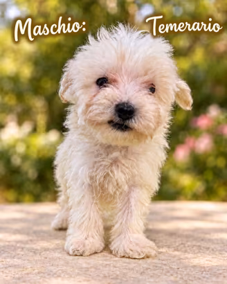 Maltipoo - cuccioli disponibili