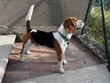 Beagle pedigree