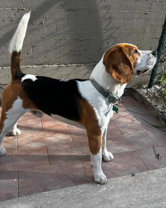 Beagle pedigree