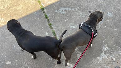 Cucciolo di American pitbull terrier