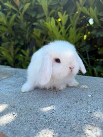 Coniglio minilop