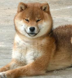 Shiba Inu cuccioli con Pedigree