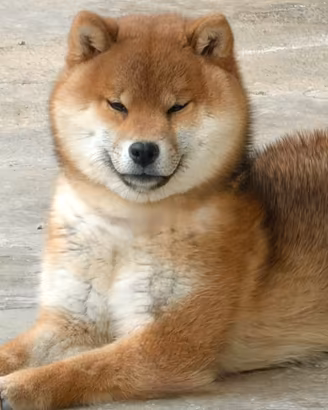 Shiba Inu cuccioli con Pedigree