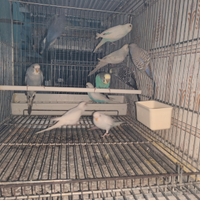 Cocorite varie mutazioni 2025