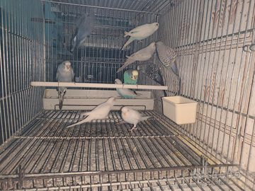 Cocorite varie mutazioni 2025