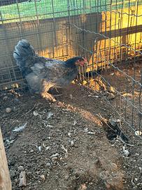 Galline nostrane
