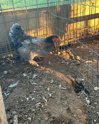 Galline nostrane