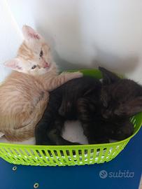 Gattini di 2 mesi