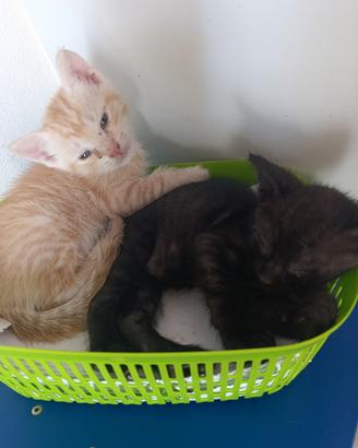 Gattini di 2 mesi