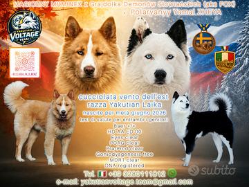 Prenotazione cuccioli Yakutian Laika con pedigree