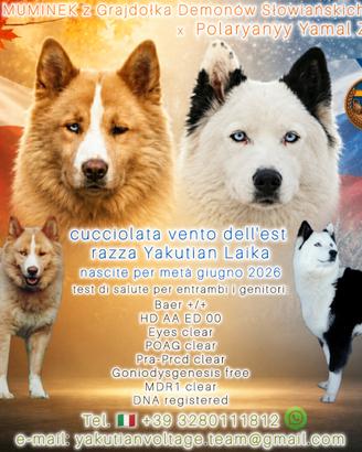 Prenotazione cuccioli Yakutian Laika con pedigree