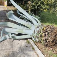 pianta agave gigante 