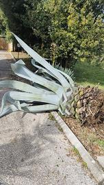 pianta agave gigante 