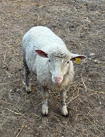 Agnello ile de france